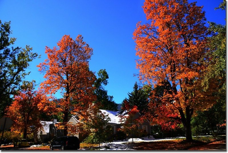 2017 Maple in Fall, Boulder, Colorado  (11)