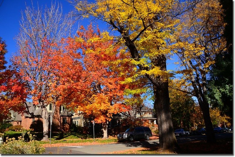 2017 Maple in Fall, Boulder, Colorado  (42)