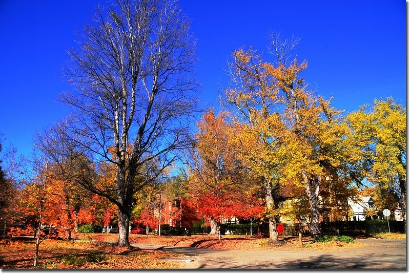 2017 Maple in Fall, Boulder, Colorado  (51)