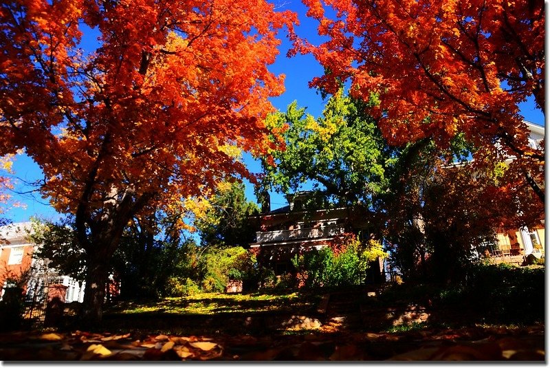 2017 Maple in Fall, Boulder, Colorado  (32)