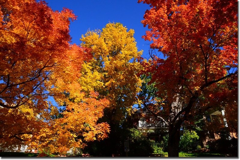 2017 Maple in Fall, Boulder, Colorado  (18)