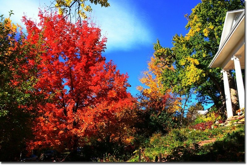 2017 Maple in Fall, Boulder, Colorado  (35)