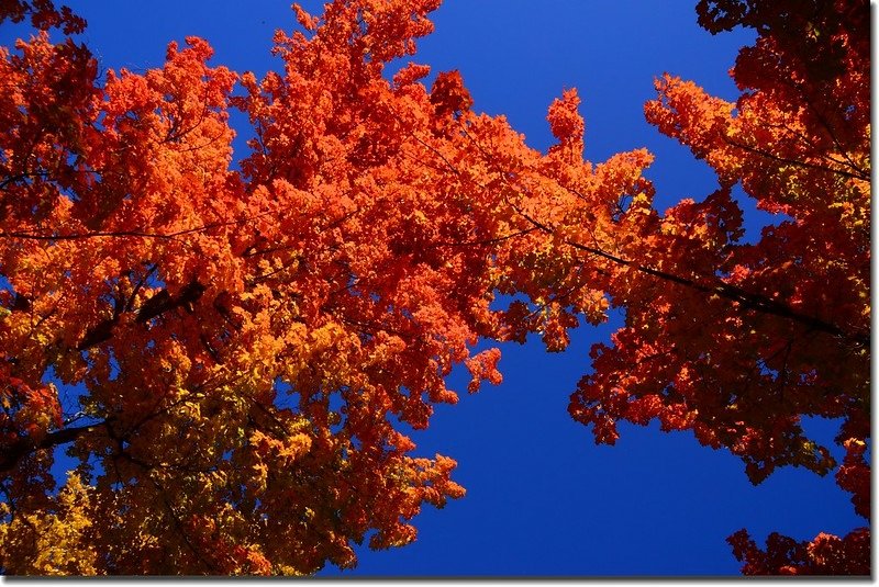 2017 Maple in Fall, Boulder, Colorado  (21)