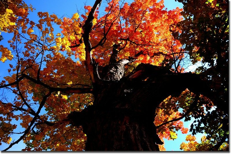 2017 Maple in Fall, Boulder, Colorado  (9)