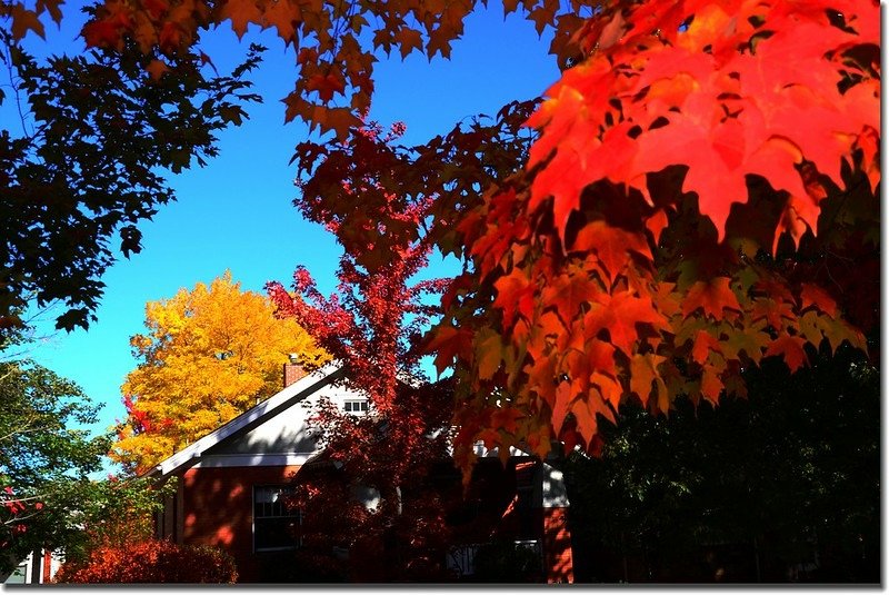 2017 Maple in Fall, Boulder, Colorado  (40)