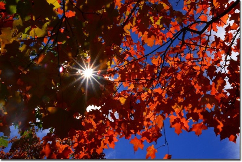 2017 Maple in Fall, Boulder, Colorado  (2)