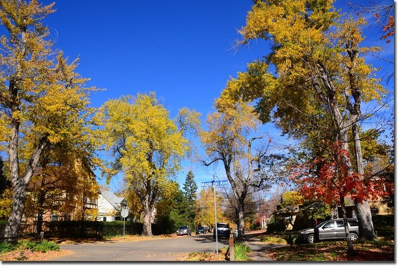 2017 Maple in Fall, Boulder, Colorado  (48)