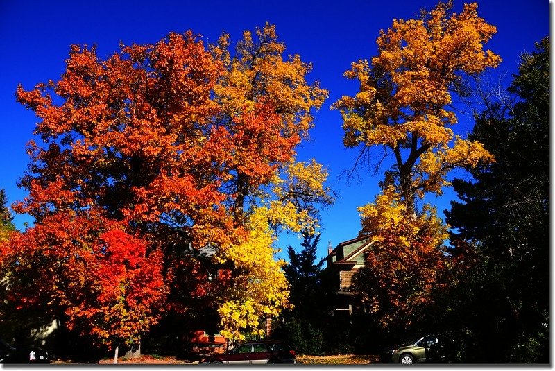 2017 Maple in Fall, Boulder, Colorado  (39)