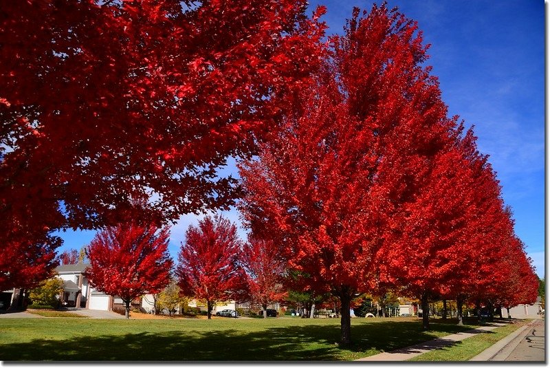 2017 Maple in Fall, Boulder, Colorado  (27)