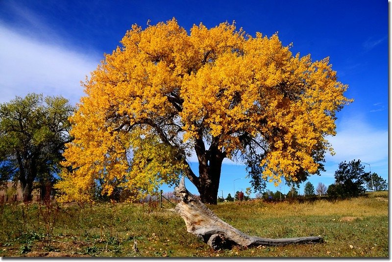 2017 Maple in Fall, Boulder, Colorado  (26)