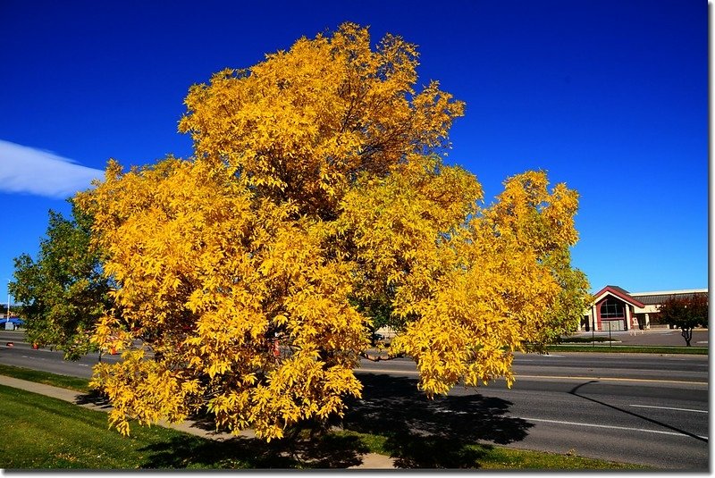 2017 Maple in Fall, Boulder, Colorado  (1)