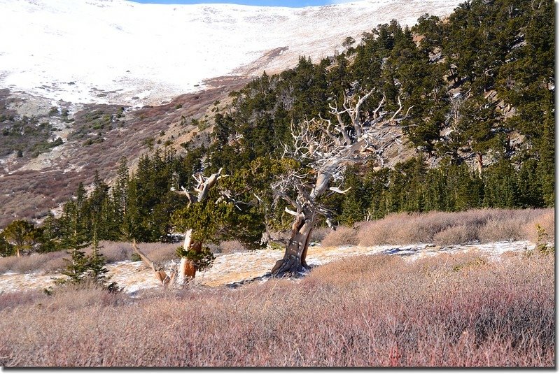 Bristlecone pine (6)