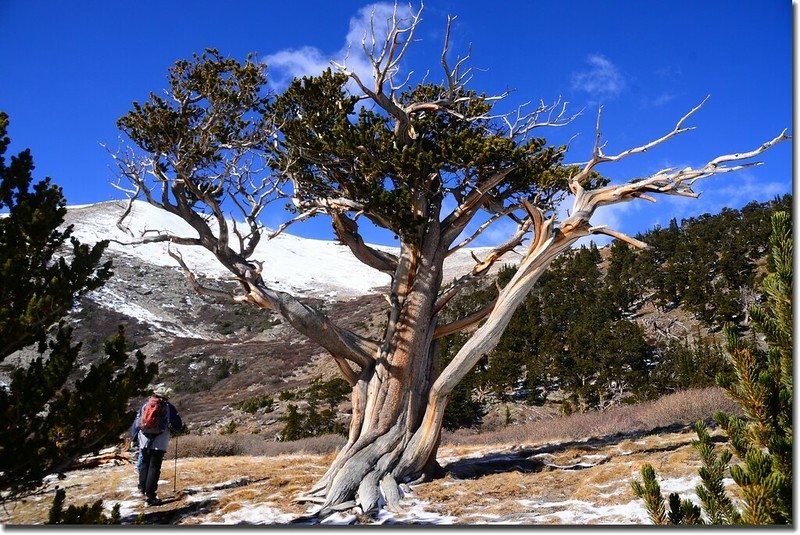 Bristlecone pine (1)