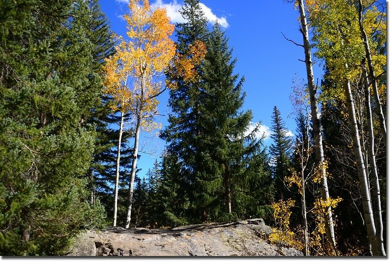 Aspen along the trail (3)