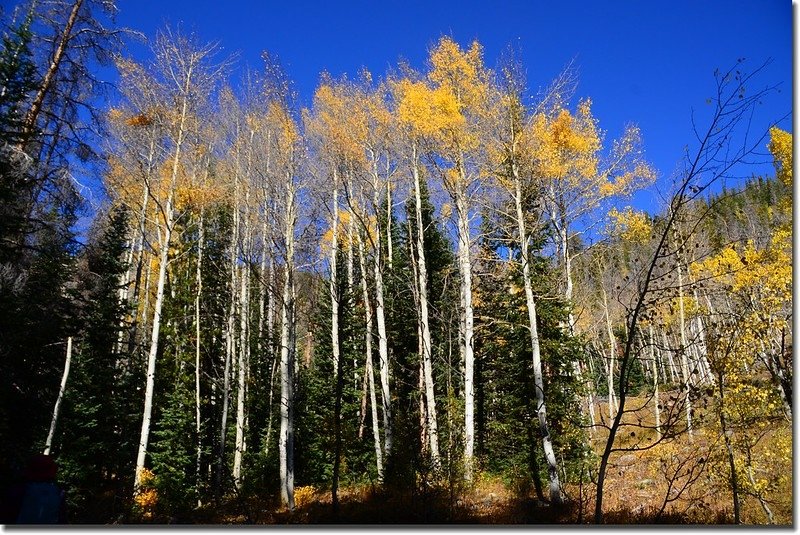 Just before dying, aspen leaves reach the height of color