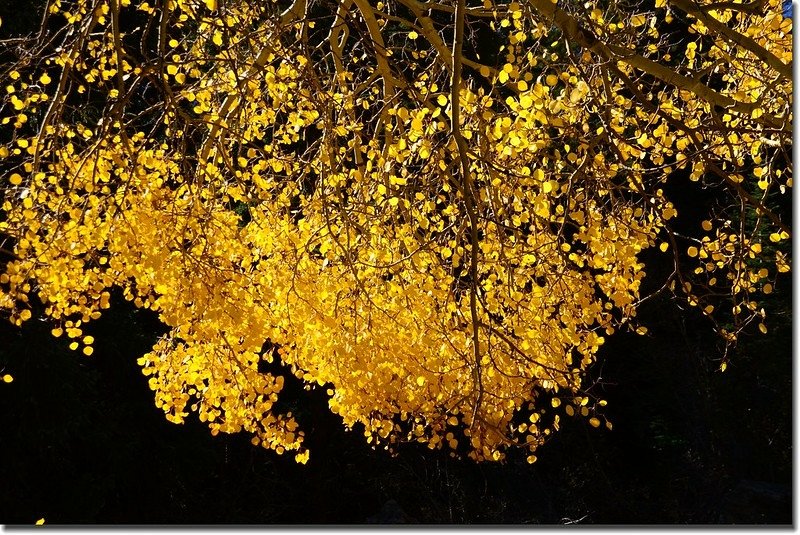 Aspen golden leaves (2)