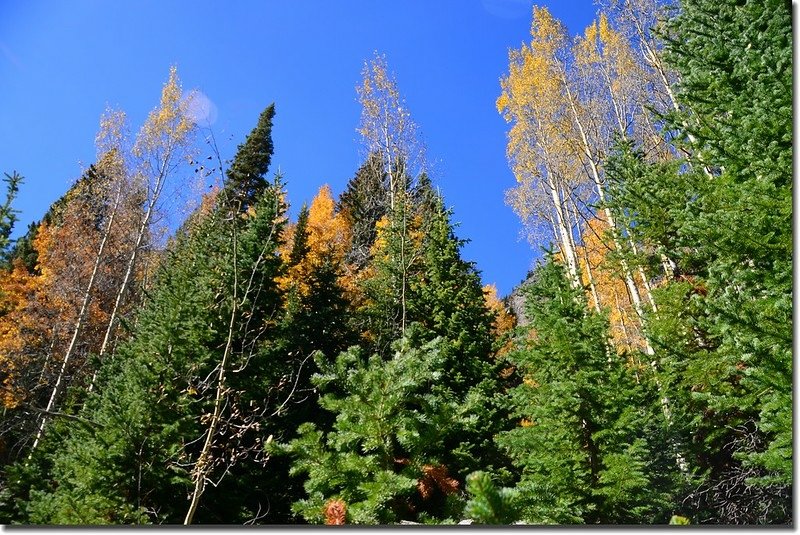 Aspen along the trail (1)