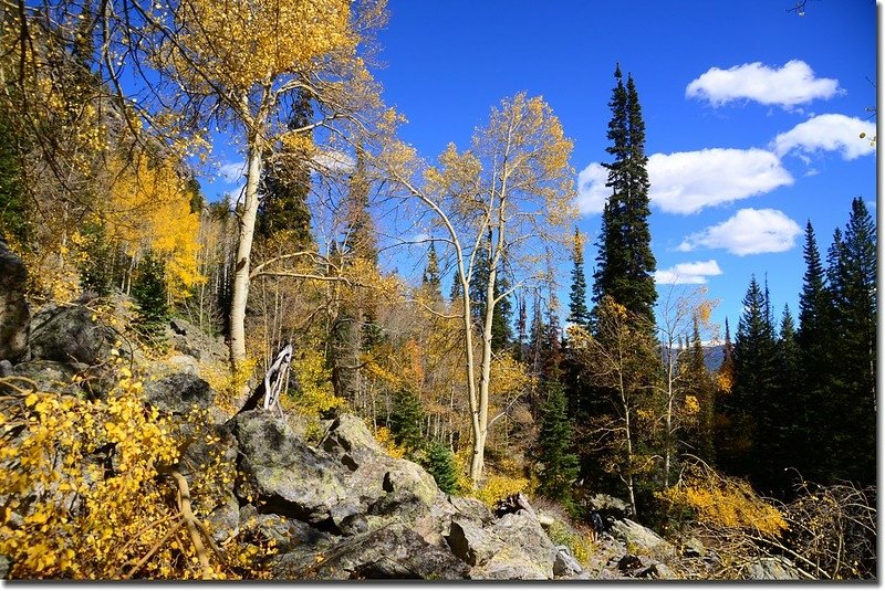 Aspen along the trail (2)