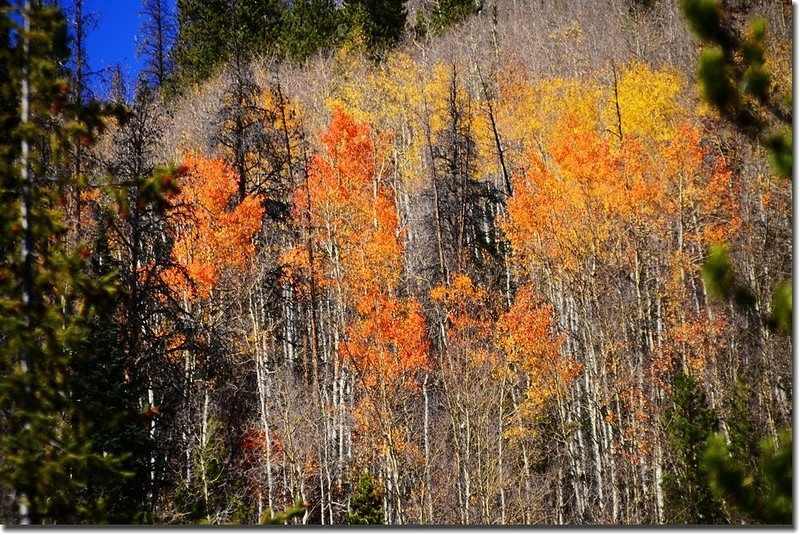 Aspen leaves almost wilting 3