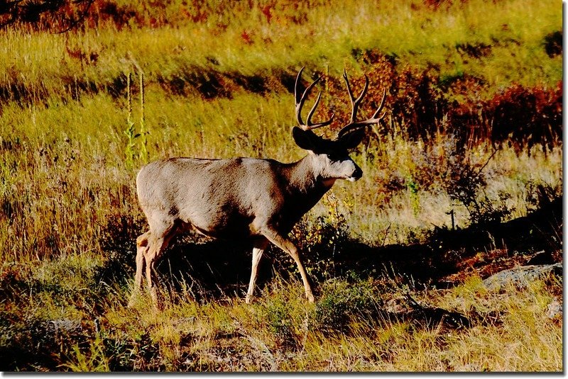 Elk at Rocky Mountain National Park (3)