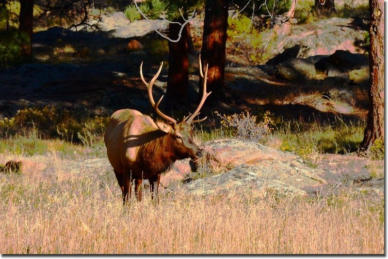 Elk at Rocky Mountain National Park (1)