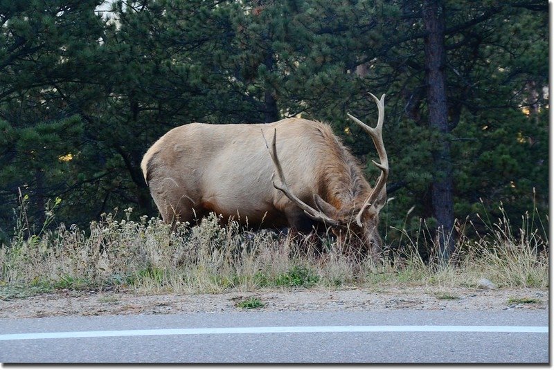 Elk at Rocky Mountain National Park (5)