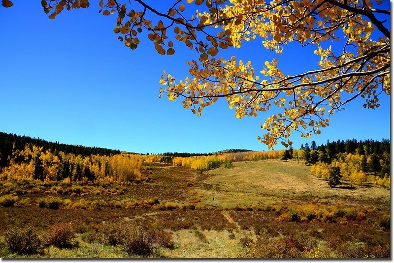 Fall colors, Kenosha Pass  (37)