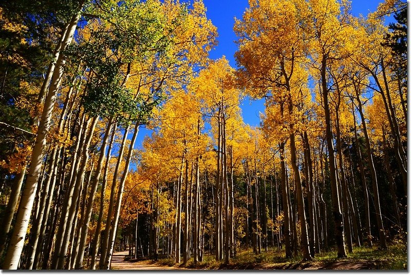 Fall colors, Kenosha Pass  (43)