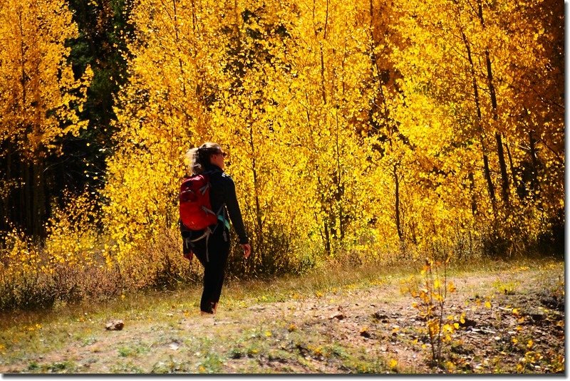 Fall colors, Kenosha Pass  (42)