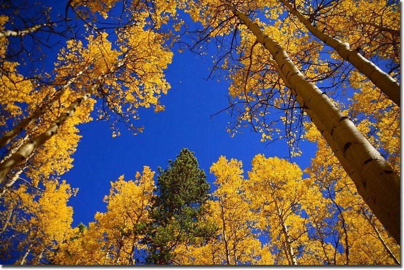 Fall colors, Kenosha Pass  (28)