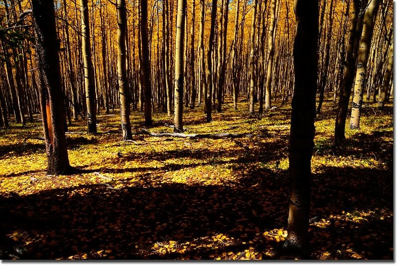 Fall colors, Kenosha Pass  (27)