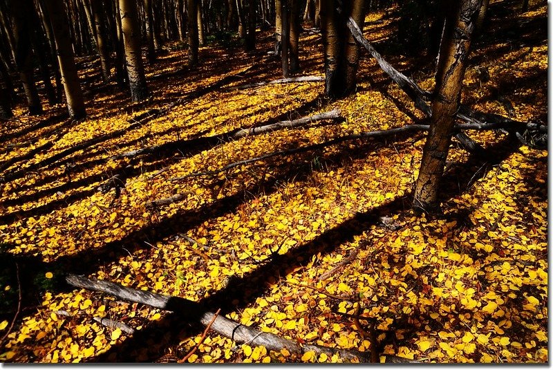 Fall colors, Kenosha Pass  (26)