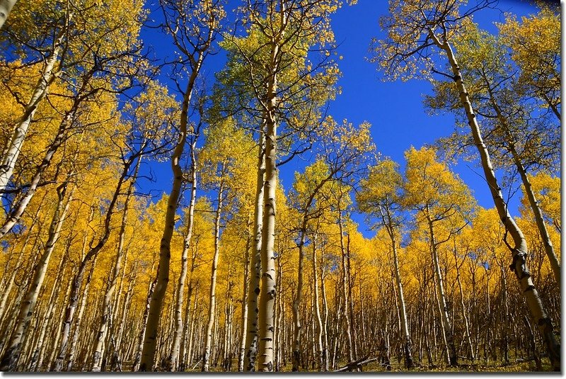 Fall colors, Kenosha Pass  (25)