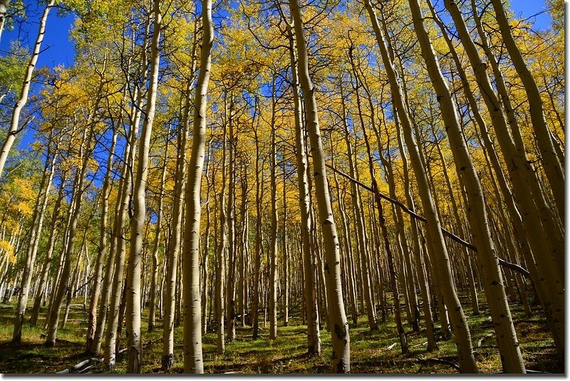 Fall colors, Kenosha Pass  (23)