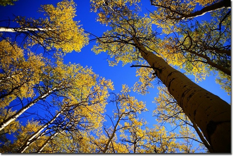 Fall colors, Kenosha Pass  (21)