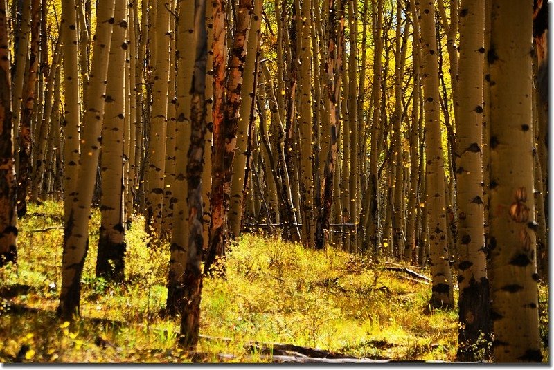 Fall colors, Kenosha Pass  (19)