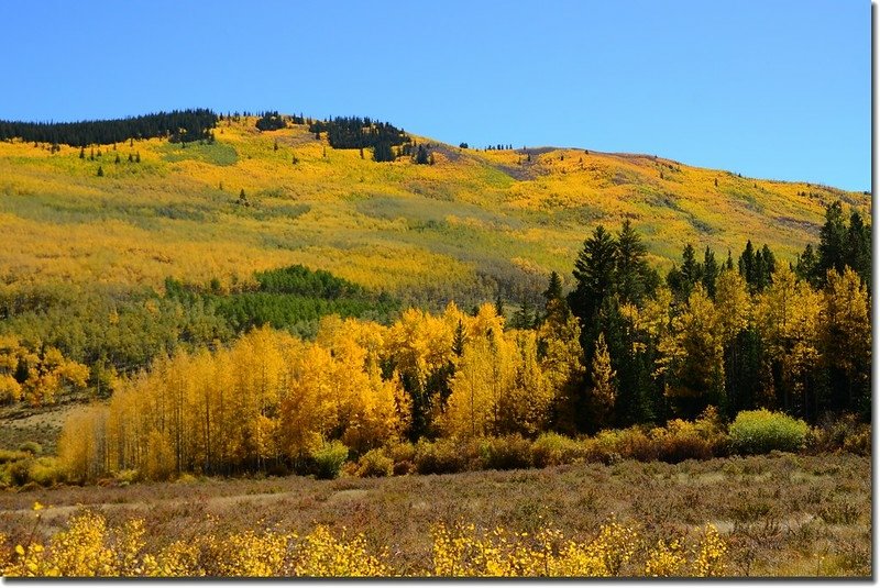 Fall colors, Kenosha Pass  (11)