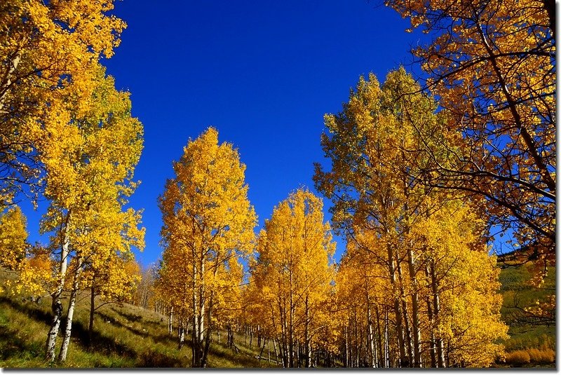 Fall colors, Kenosha Pass  (9)