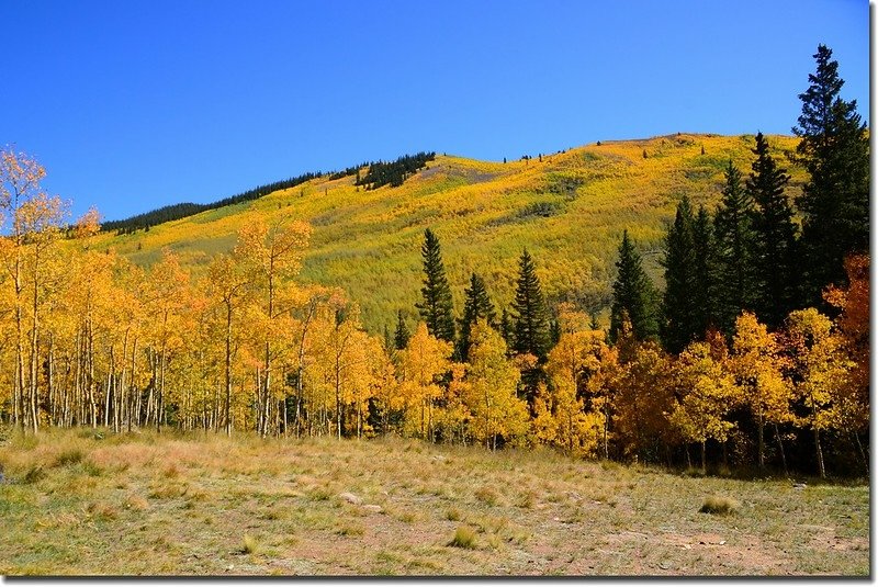 Fall colors, Kenosha Pass  (5)