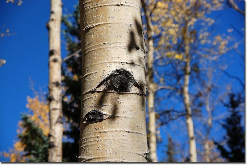 Trunk of aspen 2