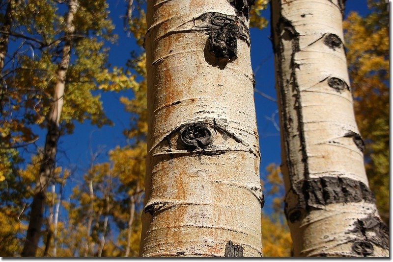 Trunk of aspen 1