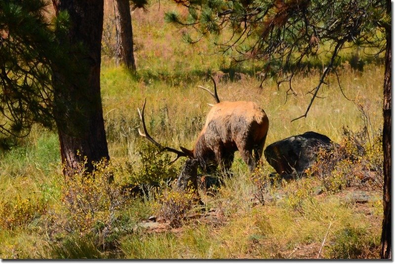 Elk at Rocky Mountain National Park (4)