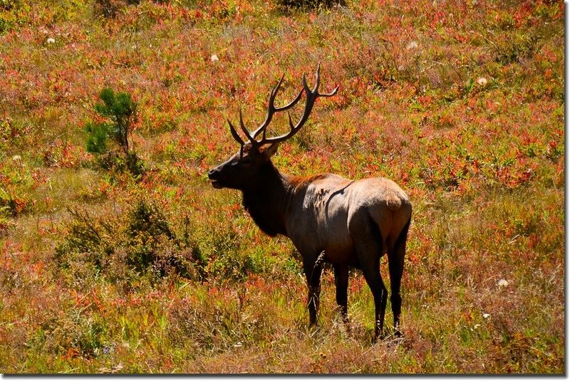 Elk at Rocky Mountain National Park (3)