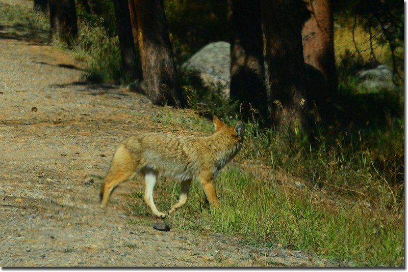 Coyote at Rocky Mountain National Park