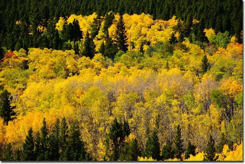 Peak to Peak Scenic Byway in Fall, Colorado (6)