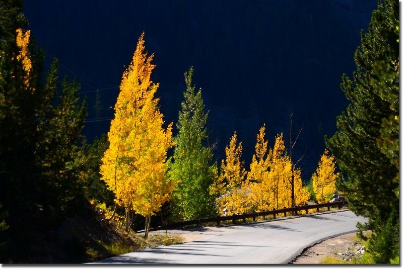 Fall colors, Guanella Pass, Colorado (3)