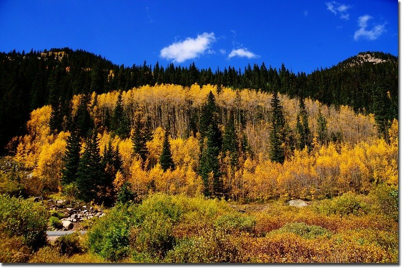 Fall colors, Guanella Pass, Colorado (18)