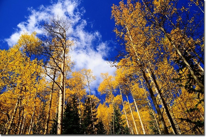 Fall colors, Guanella Pass, Colorado (15)