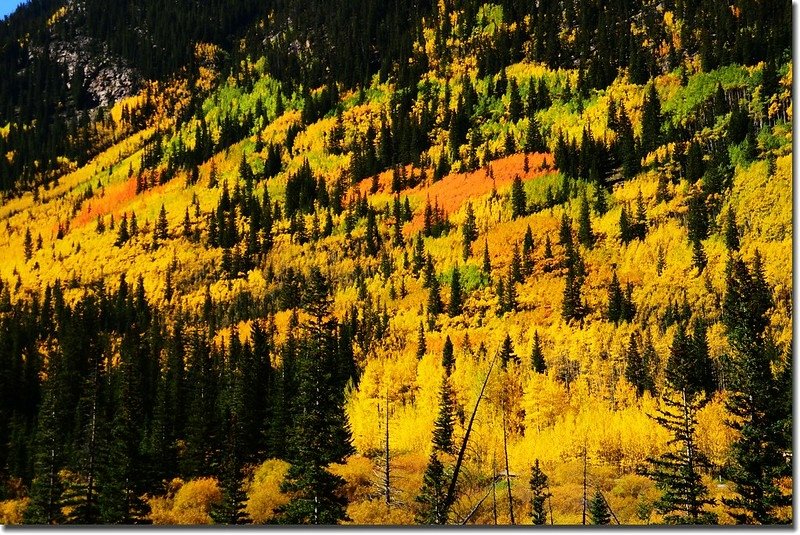 Fall colors, Guanella Pass, Colorado (9)