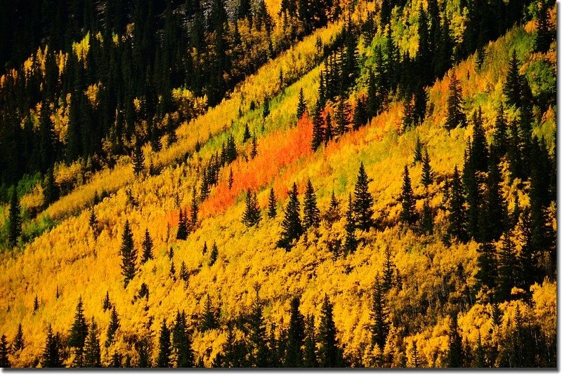 Fall colors, Guanella Pass, Colorado (8)